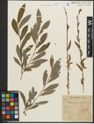 Foto von Salix purpurea L.